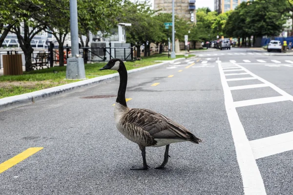 Duck walking down the street in New York City, USA