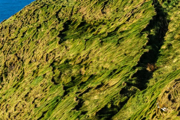 Tráva Útesech Moher Mořské Útesy Nachází Jihozápadním Okraji Regionu Burren — Stock fotografie