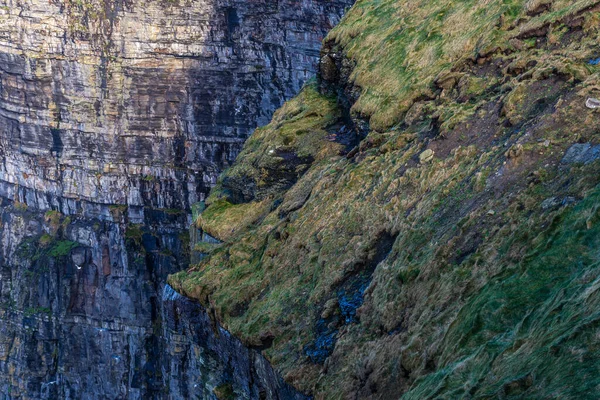 Moher Kayalıkları Ndaki Çimenler Rlanda Nın Clare Ilçesinin Burren Bölgesinin — Stok fotoğraf