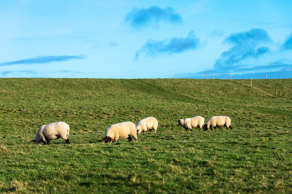 Wool sheep grazing on a prairie in County Clare, province of Munster, Ireland 