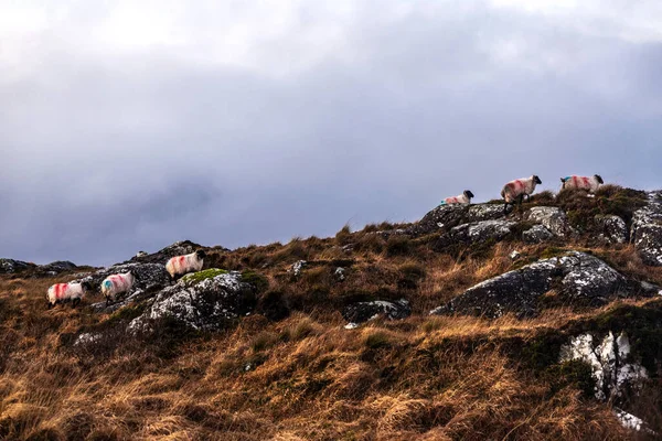 Beyaz Koyun Sürüsü Siyah Başlı Keçi Connemara Ulusal Parkı Ndaki — Stok fotoğraf