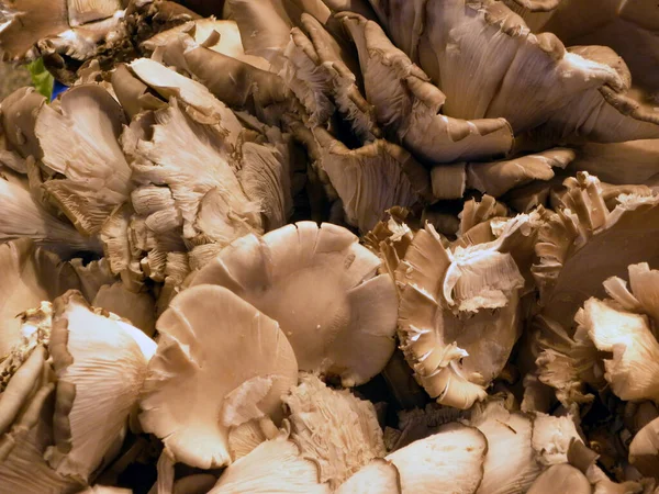 Sepette doğa mantarları