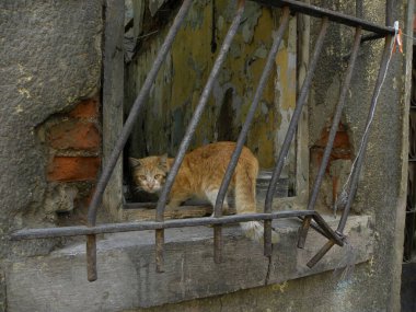 Pencerenin önündeki tekir kedi