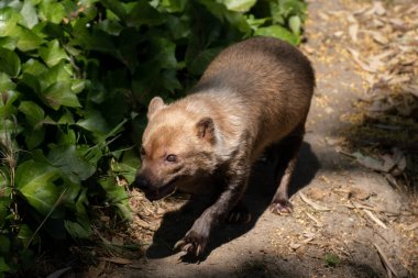 Işık ve gölge arasındaki çalılıkların sevimli dişisinin güzel portresi