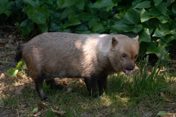 Vackert Porträtt Söt Hona Bush Hund Mellan Ljus Och Skugga — Stockfoto