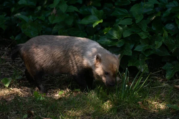 Beautiful Portrait Cute Female Bush Dog Light Shadow Eating Grass — Stock Photo, Image