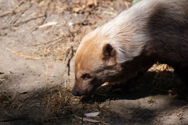 Indah Potret Seorang Wanita Lucu Anjing Semak Antara Terang Dan — Stok Foto