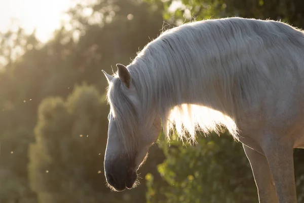 Schönes Gesicht Porträt Eines Weißen Spanischen Pferdehengstes Mit Langer Mähne — Stockfoto