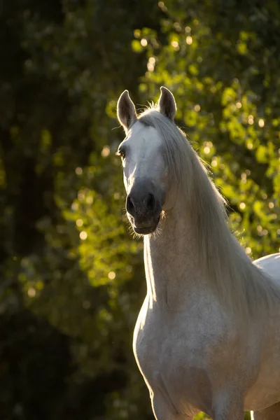 Beautiful Face Portrait White Spanish Horse Stallion Long Mane Sunset — Stock Photo, Image