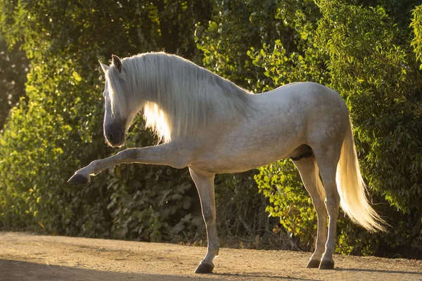 Schönes Porträt Eines Spanischen Pferdehengstes Beim Spaziergang Bei Sonnenuntergang — Stockfoto