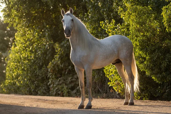 Belo Retrato Corpo Inteiro Cavalo Branco Espanhol Garanhão Pôr Sol — Fotografia de Stock