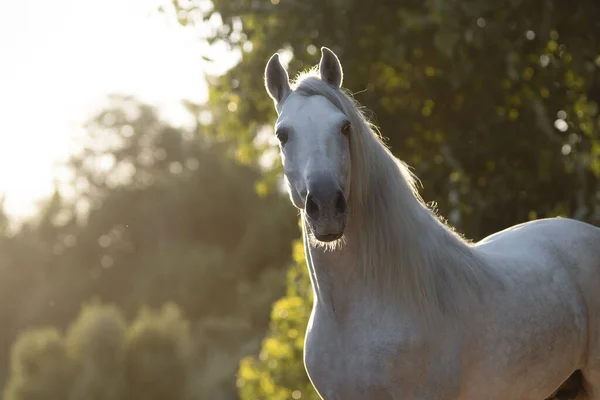 Vackert Ansiktsporträtt Vit Spansk Hästhingst Vid Solnedgången — Stockfoto