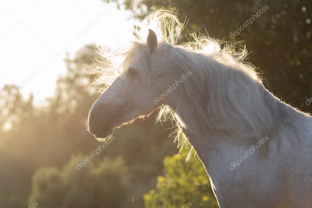 Beautiful face portrait of a white spanish horse stallion with long mane at sunset