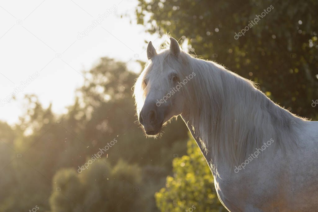 Beautiful face portrait of a white spanish horse stallion with long mane at sunset