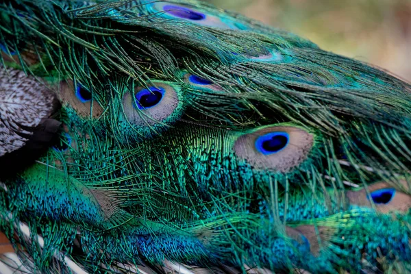 オスクジャクの明るくカラフルな羽の詳細 — ストック写真