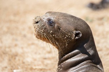Kumda güneşlenen genç bir su samurunun portresi.