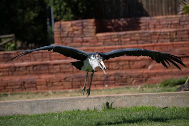 Yetişkin leylekler güneş ışığı altında esaret altında uçuyorlar.