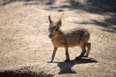Genç Patagonya Tavşanı ya da Mara kuma doğru yürüyor.