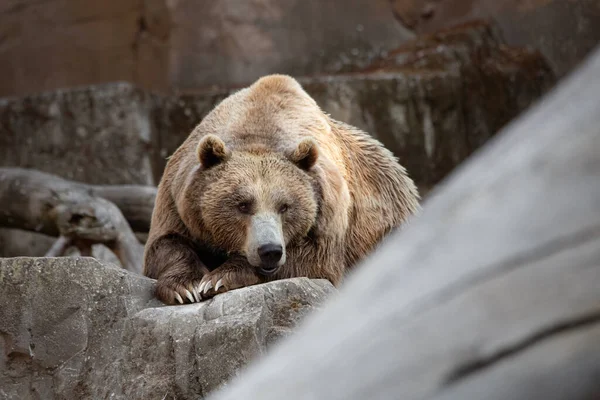 Velký Medvěd Hnědý Odpočívá Skalách Celotělový Portrét — Stock fotografie