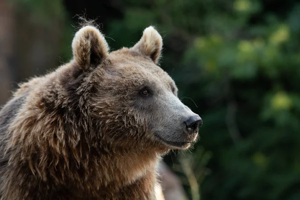 Ritratto Facciale Orso Marrone Piatto Bagnato Femmina Con Sfondo Verde — Foto Stock