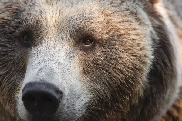 Zbliżenie Portret Mężczyzny Niedźwiedzia Brunatnego Widzimy Konsystencję Oka Nosa Futra — Zdjęcie stockowe