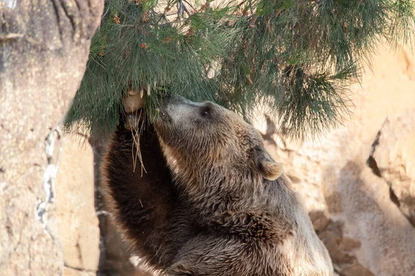 Brązowy Niedźwiedź Stojący Próbujący Jeść Szyszki Sosny Zachodzie Słońca — Zdjęcie stockowe