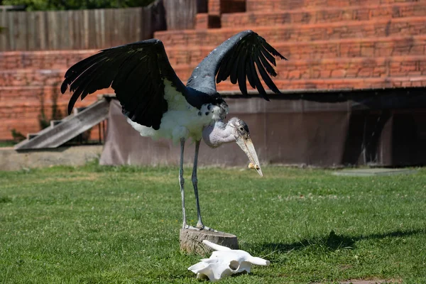 Voksne Marabou Stork Som Spiser Fangenskap Sollys – stockfoto