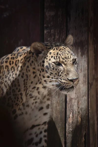 Close Facial Portrait Adult Asian Leopard Captivity — Stock Photo, Image