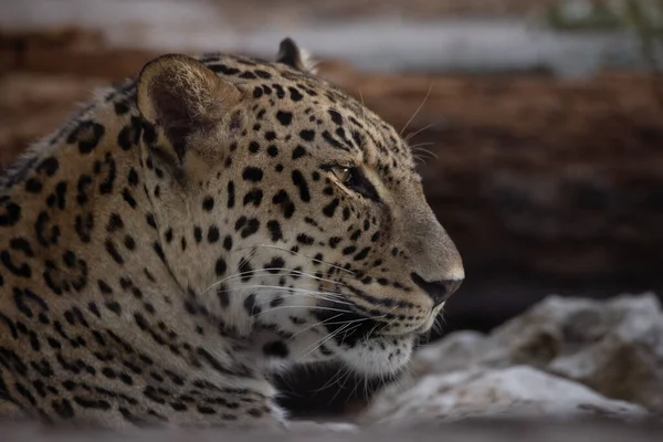 Close Facial Portrait Relaxed Adult Asian Leopard — Stock Photo, Image