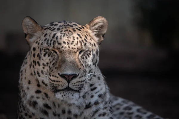 Nahaufnahme Eines Entspannten Erwachsenen Asiatischen Leoparden Mit Geschlossenen Augen — Stockfoto
