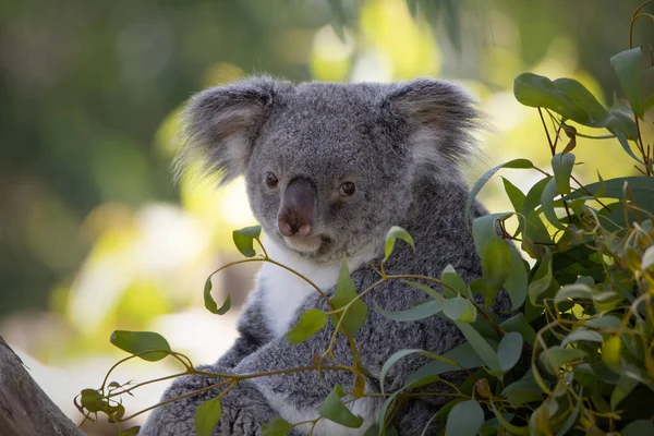 Een Mannelijke Koala Ontspannen Een Eucalyptus Een Hete Zomerdag — Stockfoto