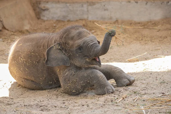 Joven Lindo Elefante Asiático Ternera Jugando Felizmente Con Tronco — Foto de Stock