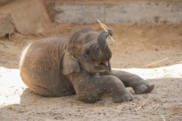 Süßes Asiatisches Elefantenkalb Spielt Fröhlich Mit Seinem Rüssel — Stockfoto