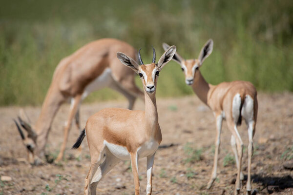 Группа красивых Доркас Газель по тревоге в дикой природе