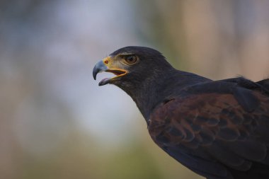 Bulutlu bir günde yırtıcı bir kuşun yüz portresini kapat