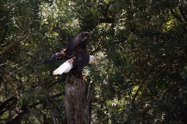 Yetişkin kel kartal özgürce bir ağacın gövdesine tünedi.