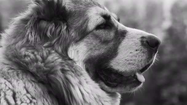 Közép-ázsiai juhász kutya Alabai portré közelről Fekete-fehér szín — Stock videók