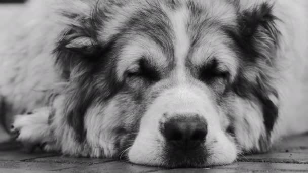 Central Asiatiska Shepherd hund Alabai porträtt närbild Svart och vit färg — Stockvideo