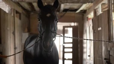 Güzel siyah at çayırda duruyor.