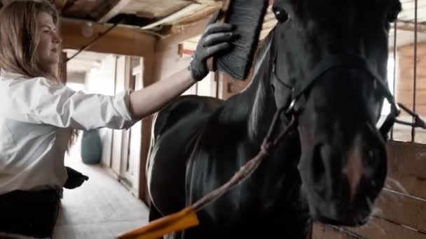 Menina em uma camisa branca e luvas penteando um cavalo — Vídeo de Stock