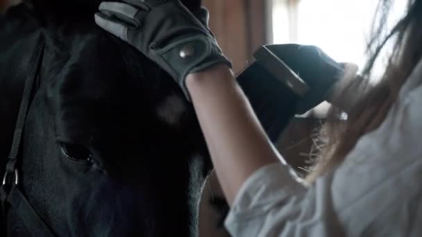 Dziewczyna w białej koszuli i rękawiczkach czesających konia — Wideo stockowe