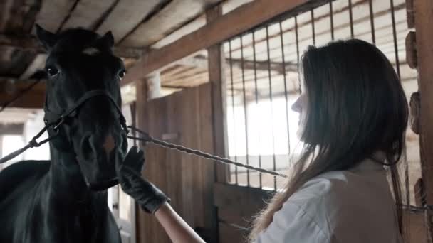 Menina em uma camisa branca e luvas acariciando um cavalo — Vídeo de Stock