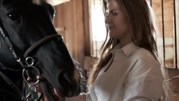 Menina em uma camisa branca acariciando um cavalo preto — Vídeo de Stock