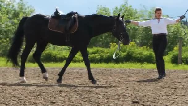 Uma menina em uma camisa branca e calças pretas e um cavalo preto em treinamento de verão em tempo ensolarado — Vídeo de Stock