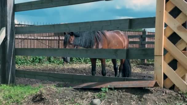 Schönes braunes Pferd auf der Koppel bei sonnigem Sommerwetter — Stockvideo