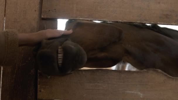 Koń wystający głową przez drzwi boksu w stajni — Wideo stockowe