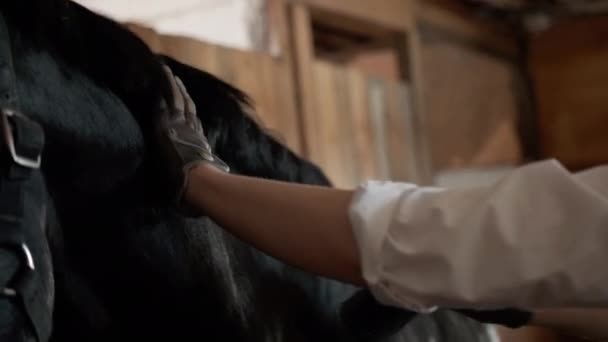 Chica con una camisa blanca y guantes acariciando un caballo — Vídeos de Stock