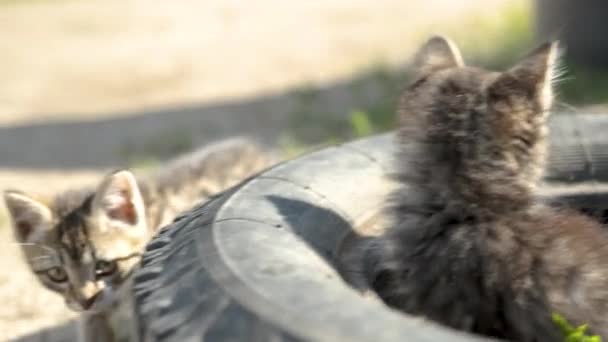 Dos gatito hermoso se sienta cerca de la rueda y se ve — Vídeos de Stock