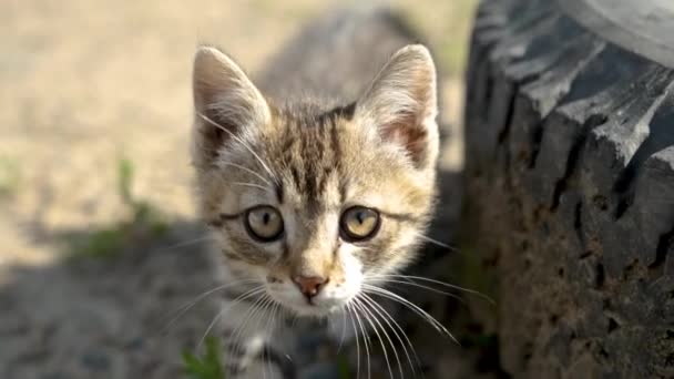 Liten vacker kattunge sitter nära hjulet och ser — Stockvideo