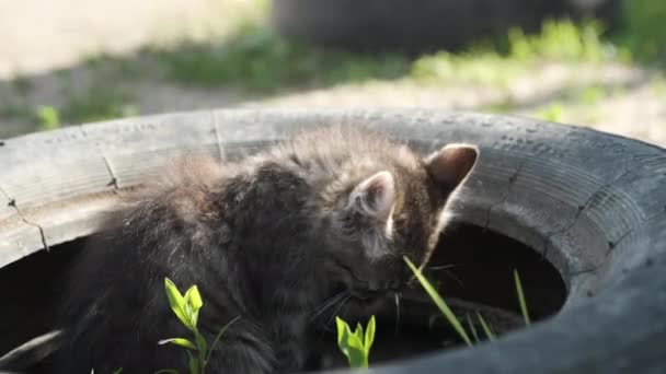 Küçük güzel kedi yavrusu direksiyona oturur ve bakar. — Stok video